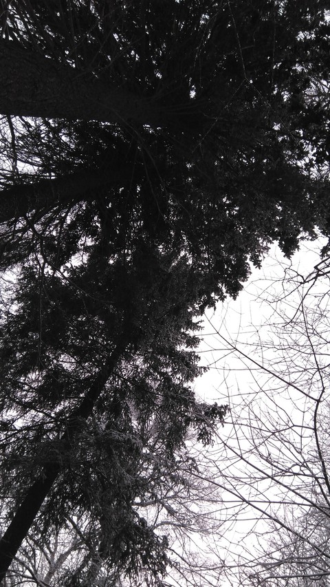 Russian winter forest