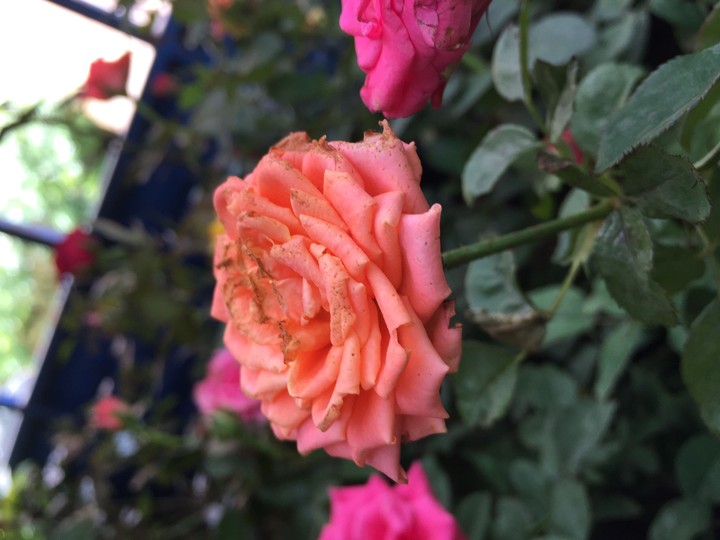 flowers