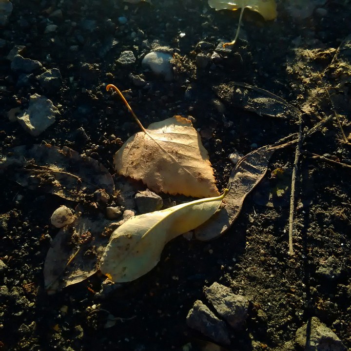 leaves