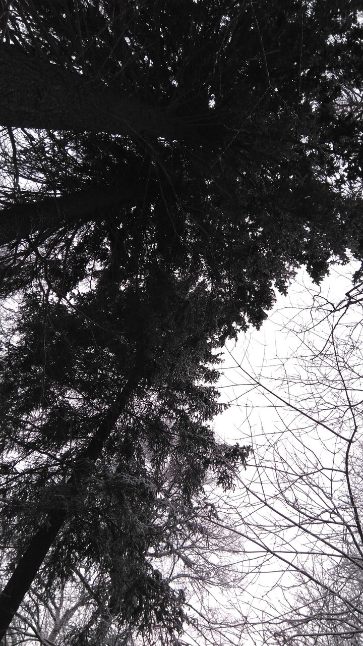 Russian winter forest