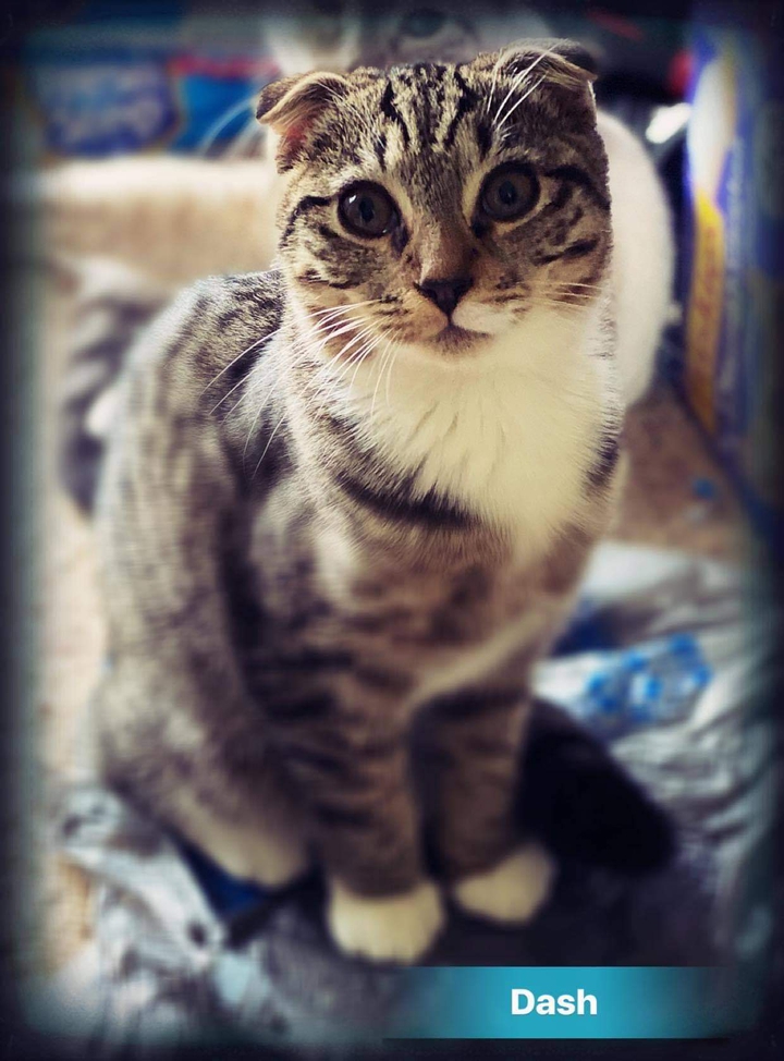 Scottish Fold Kitten