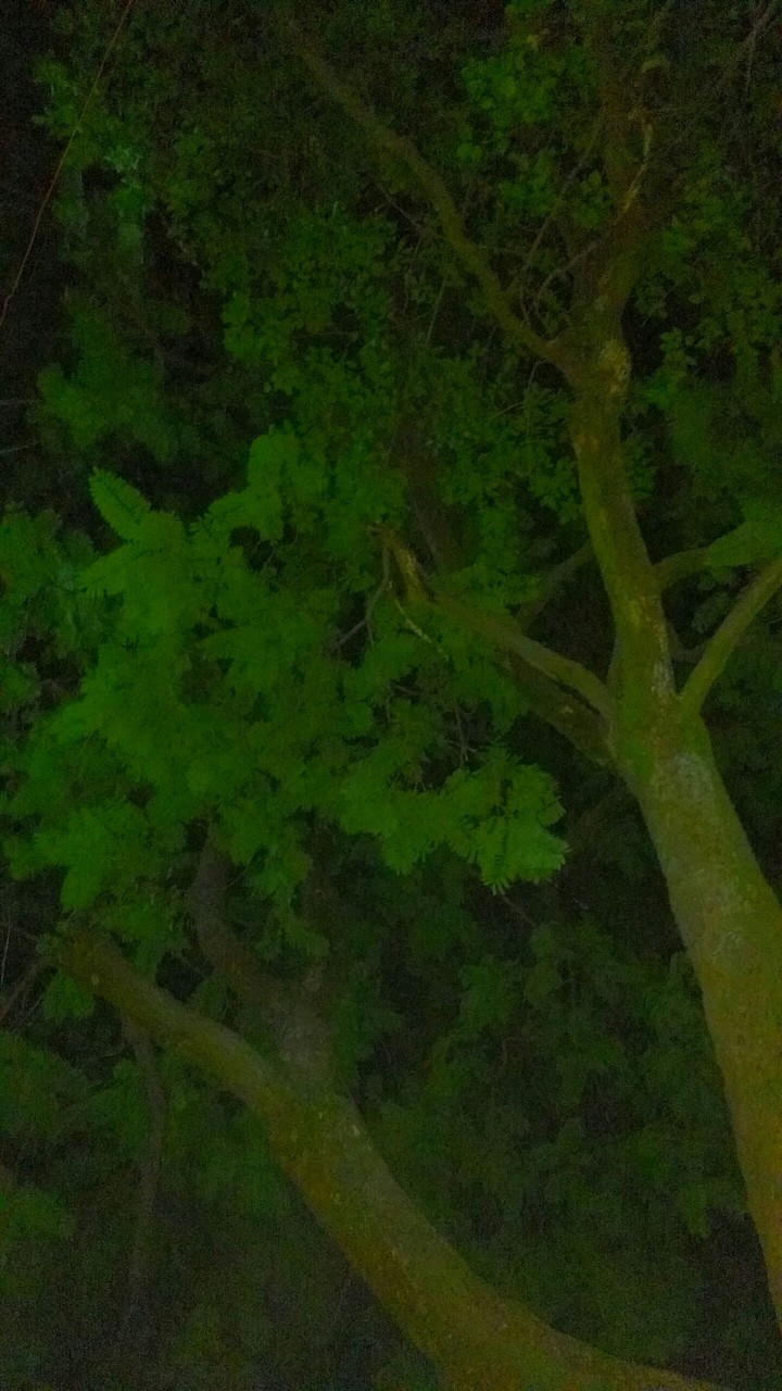 Tree in the morning