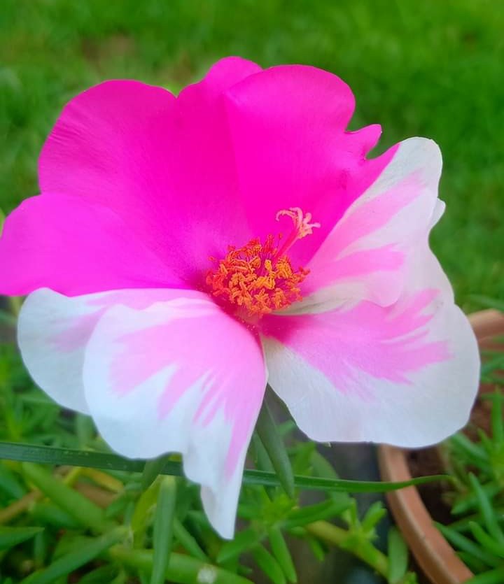 Purslane