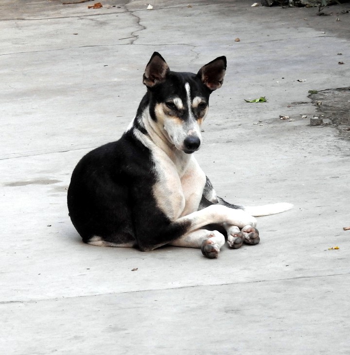 pet
