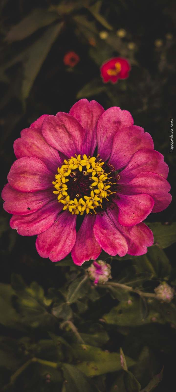 Pink Flower