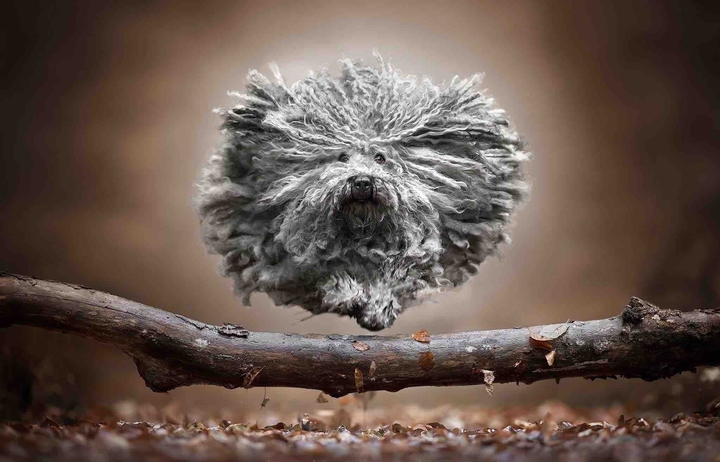 Puli in action
