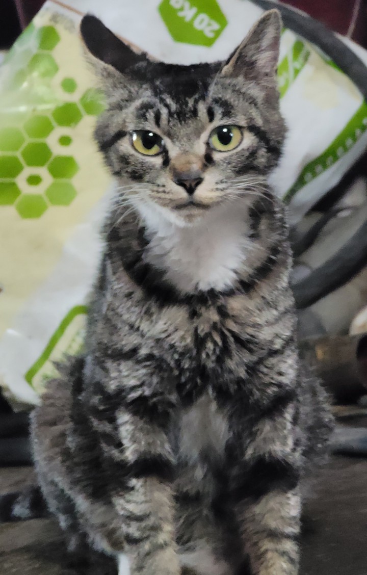 고양이