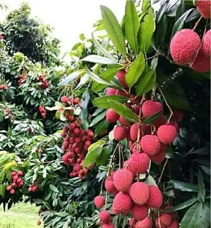 some lichu