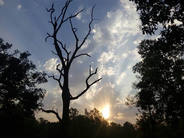 Morning shine