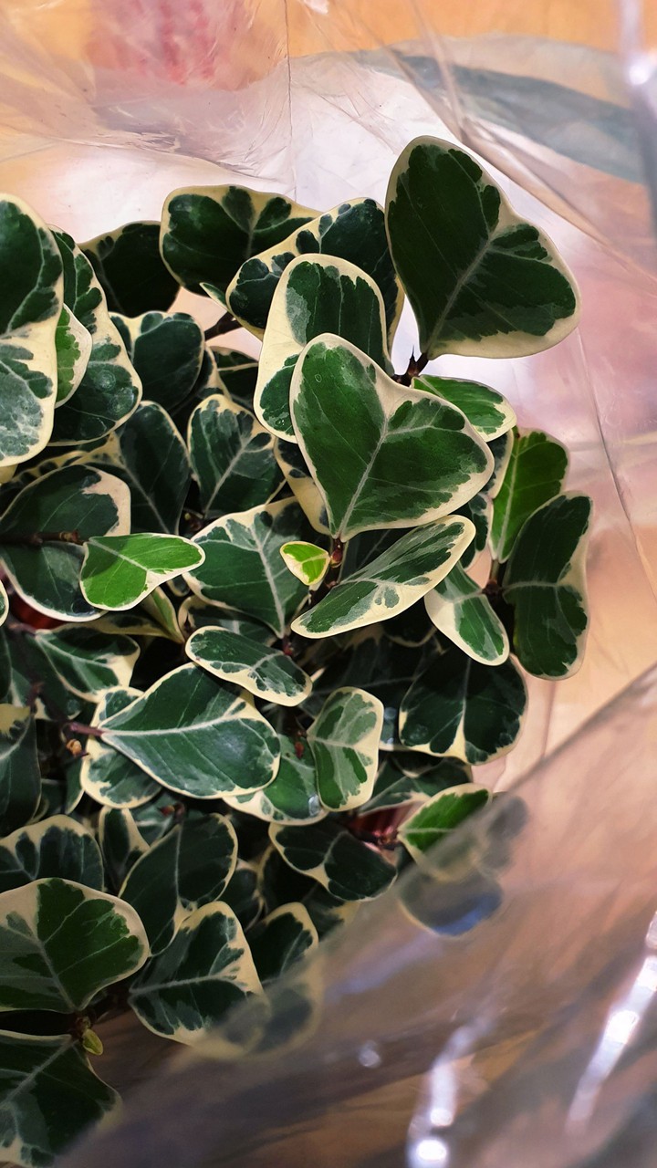 lovey leaves