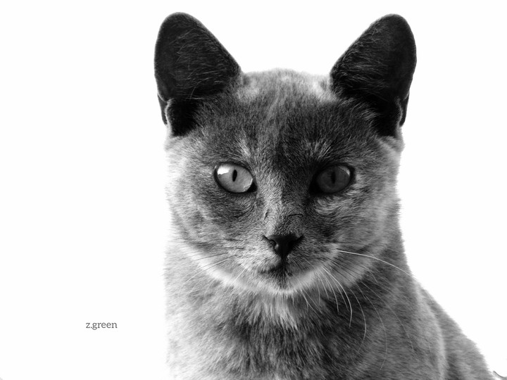 cat
