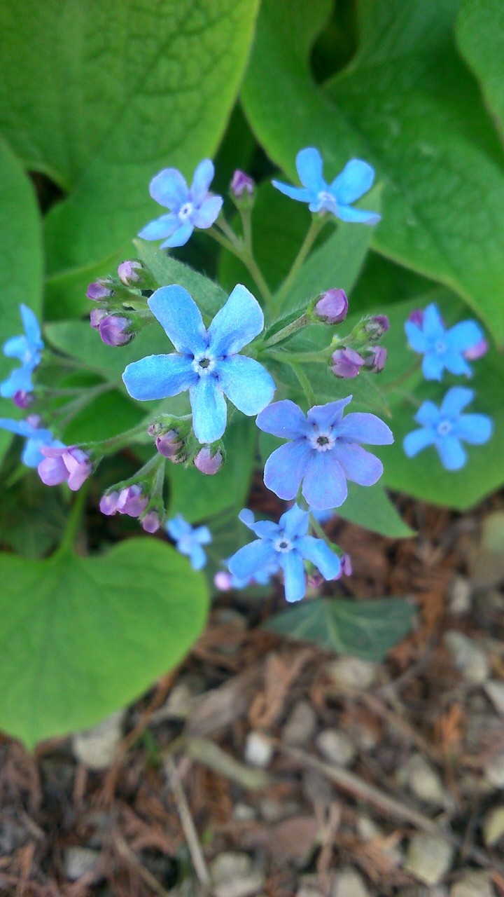 blue flower