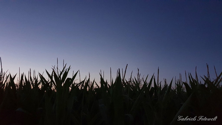 corn