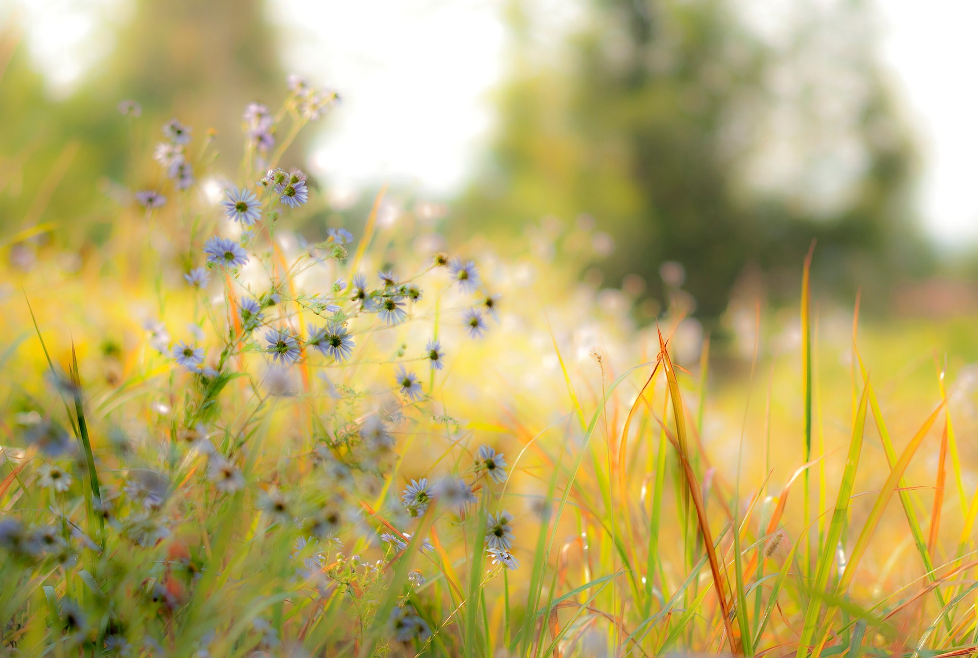 Flowers and Grassland
