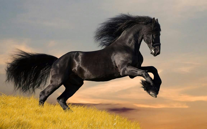 cheval frison
