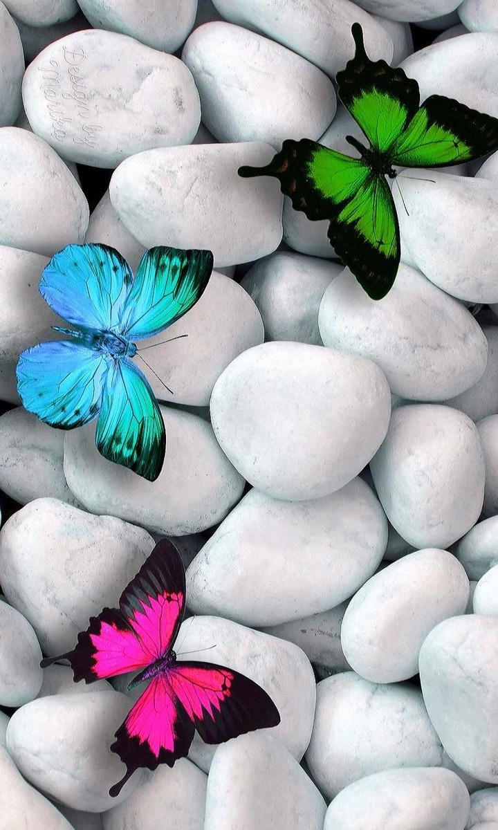 butterfly stone
