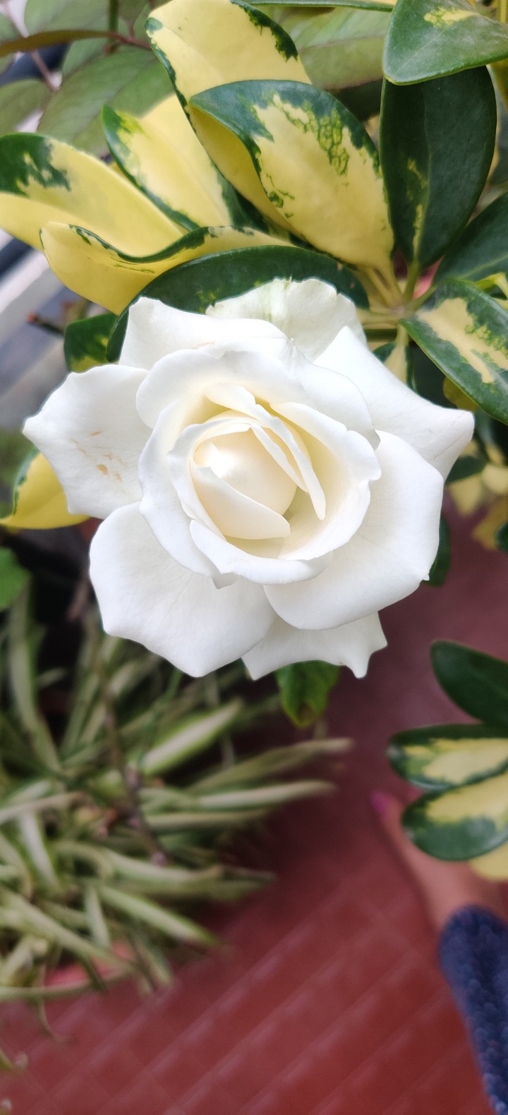 White
