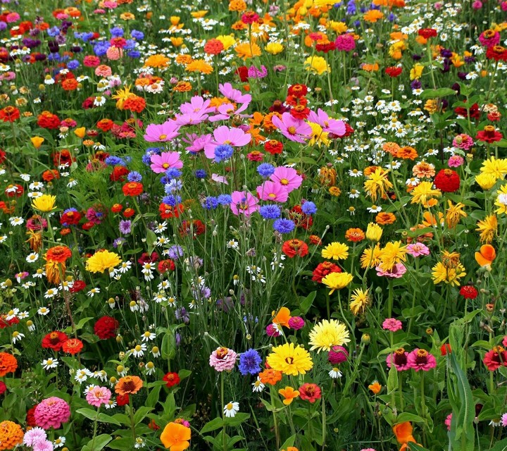 Colourfull flowers