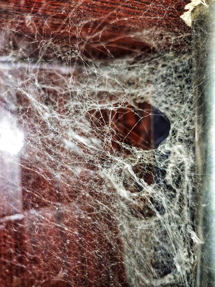 SPIDERS WEB