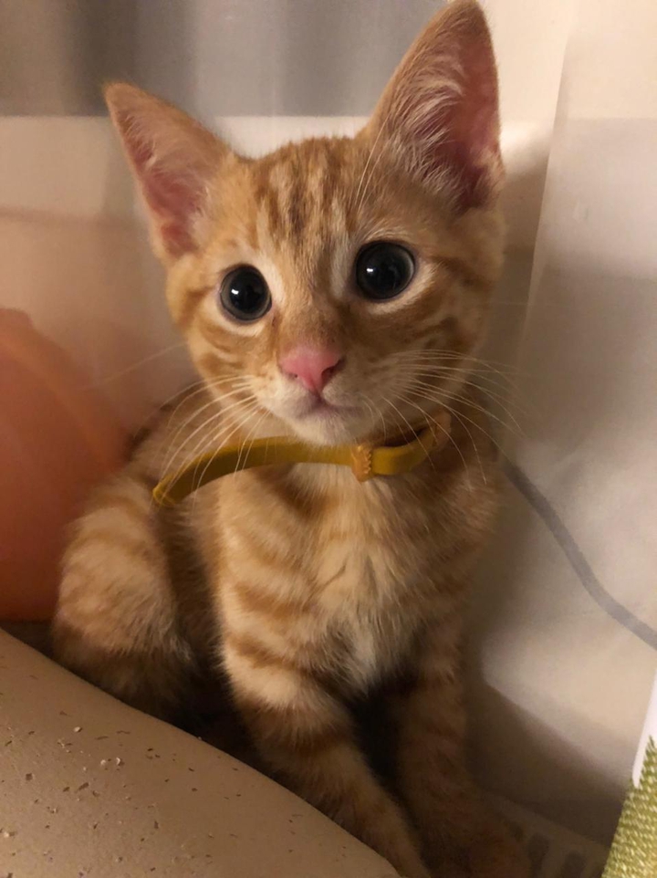 My sweet orange cat