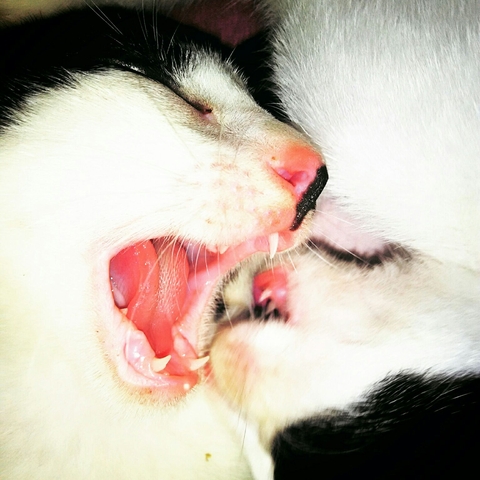 Cats