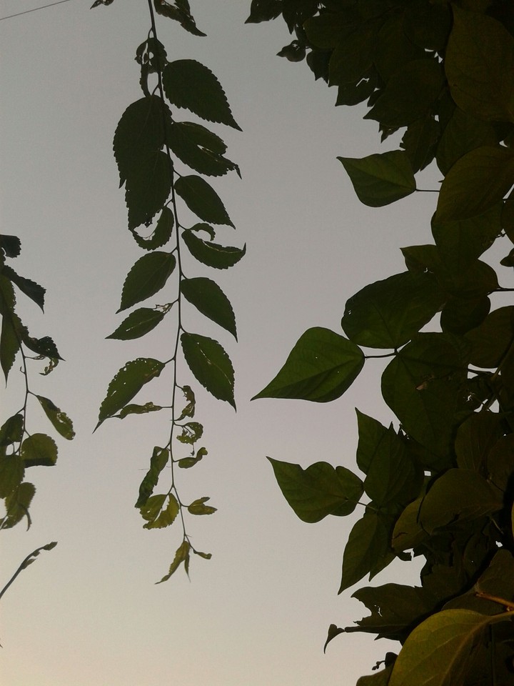 nature
