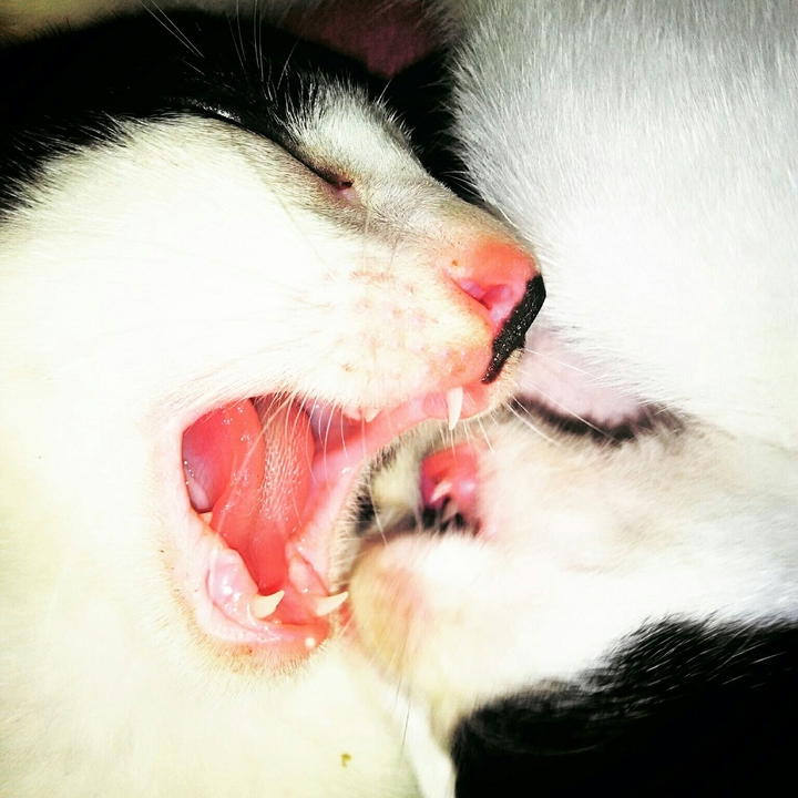 Cats
