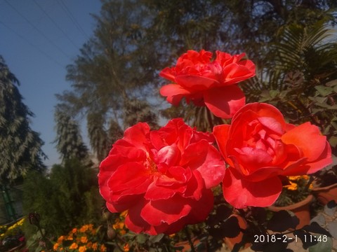 Rose