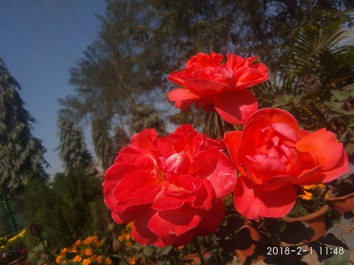 Rose