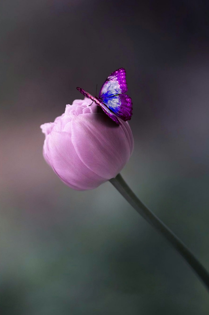 Butterfly & blossom