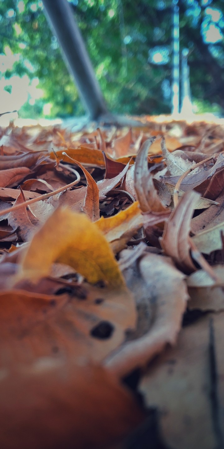 leaf