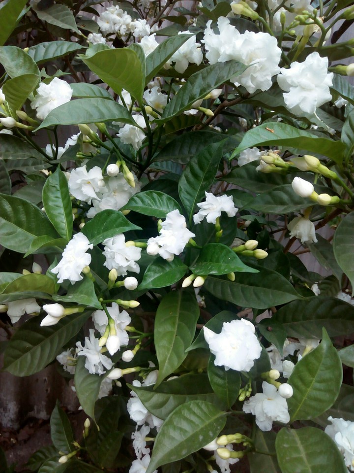 flowers