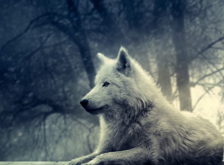 wolf