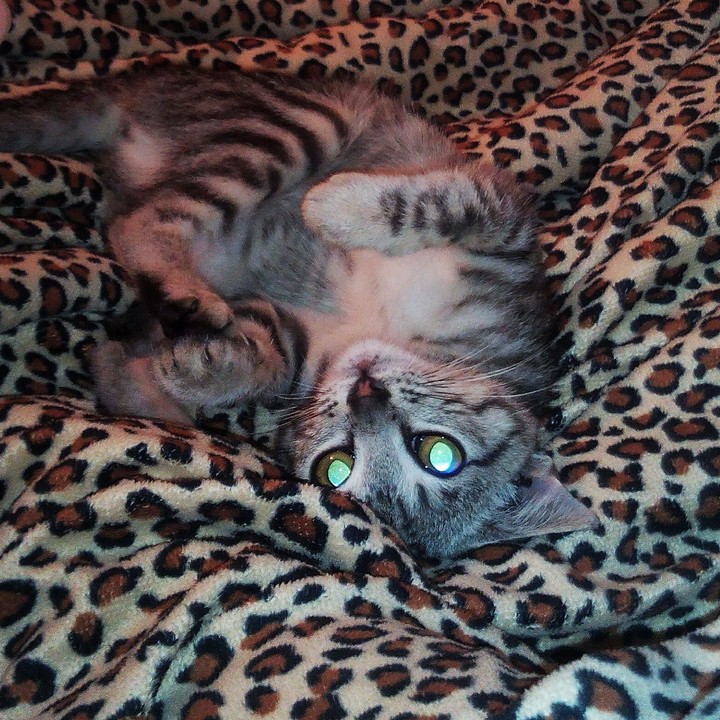 Cat, Kitty