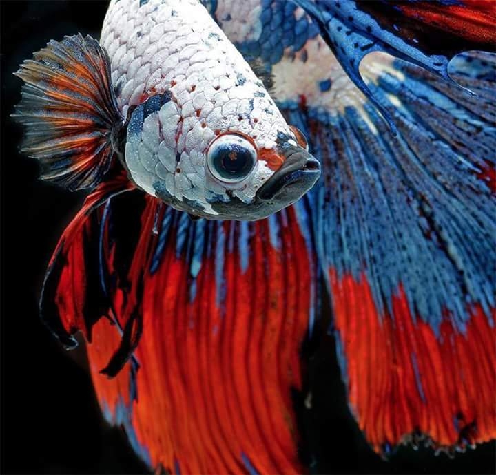 Betta fish
