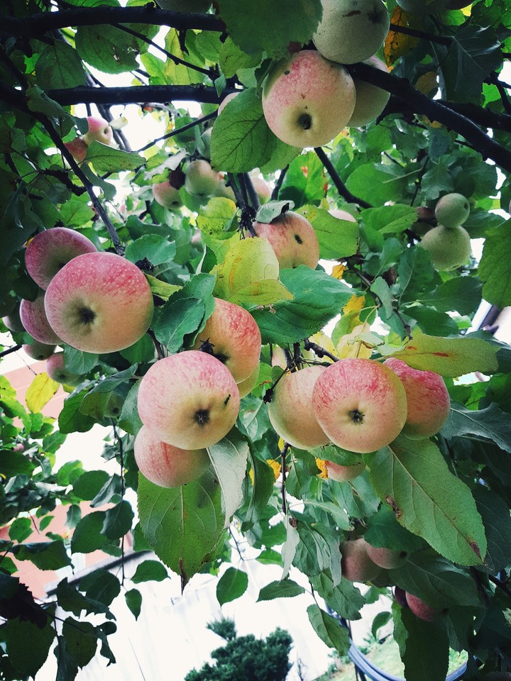 Apples