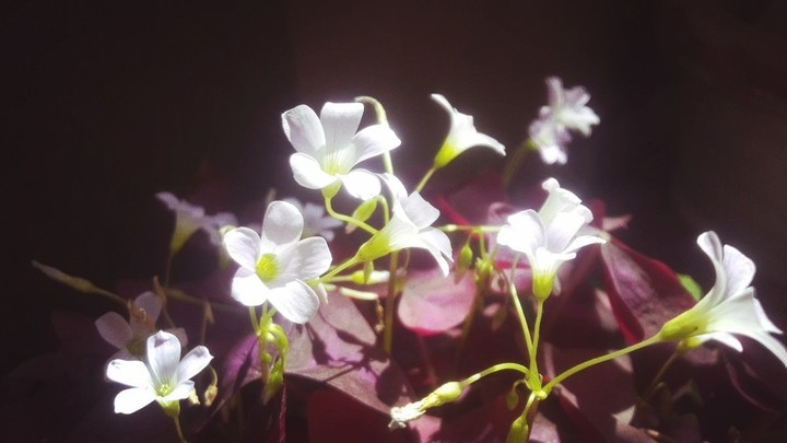 lovely