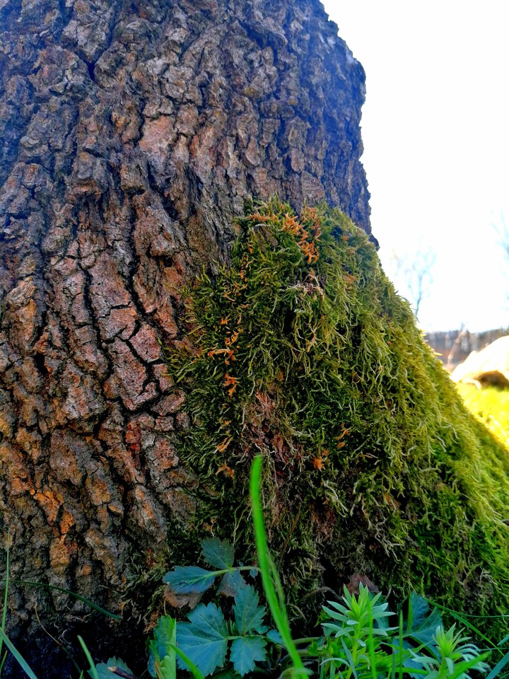 tree bark