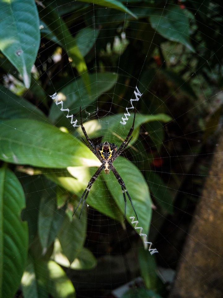 spider