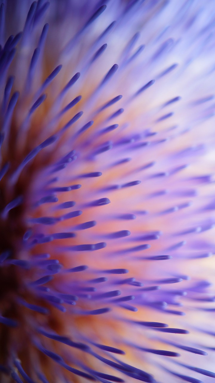 pistil