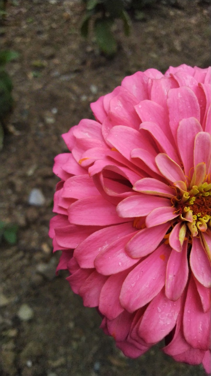 flower...