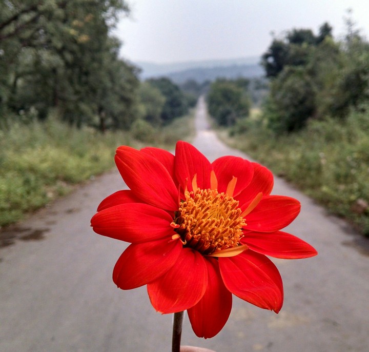 rose