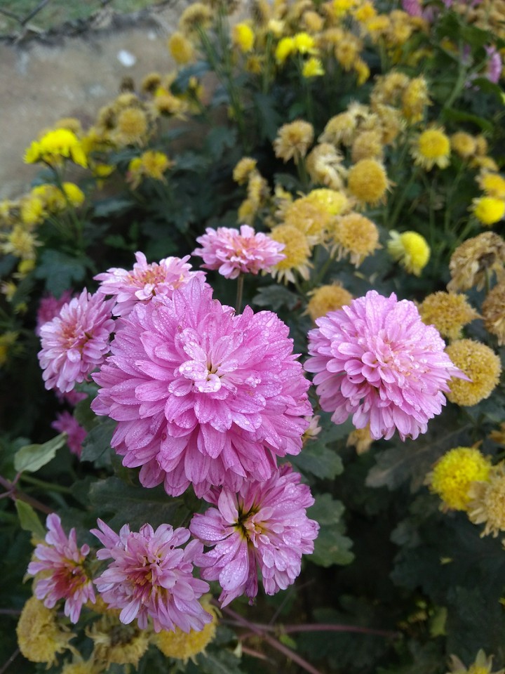 pink rose