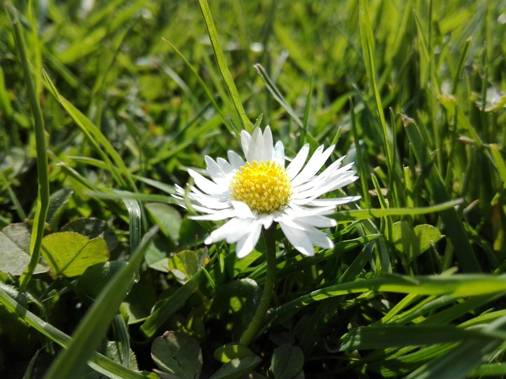 Gänseblümchen