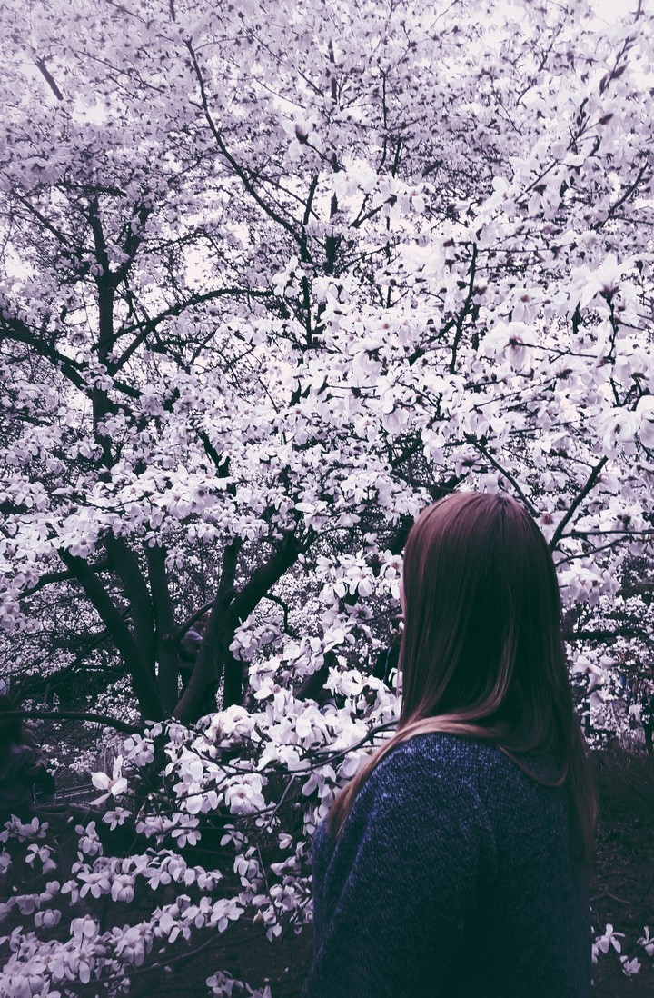Magnolia blossom