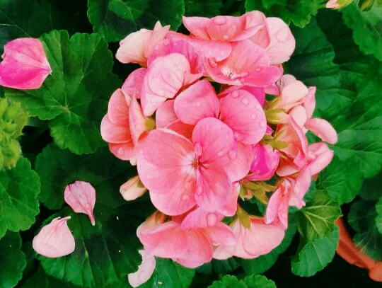 flower
