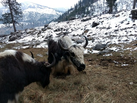 Snow & Wild