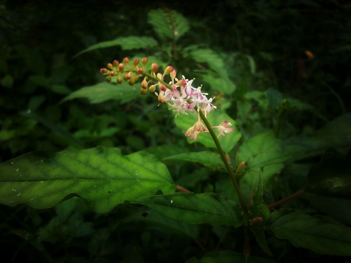 Nature