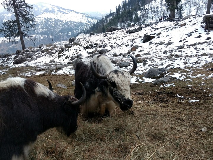 Snow & Wild