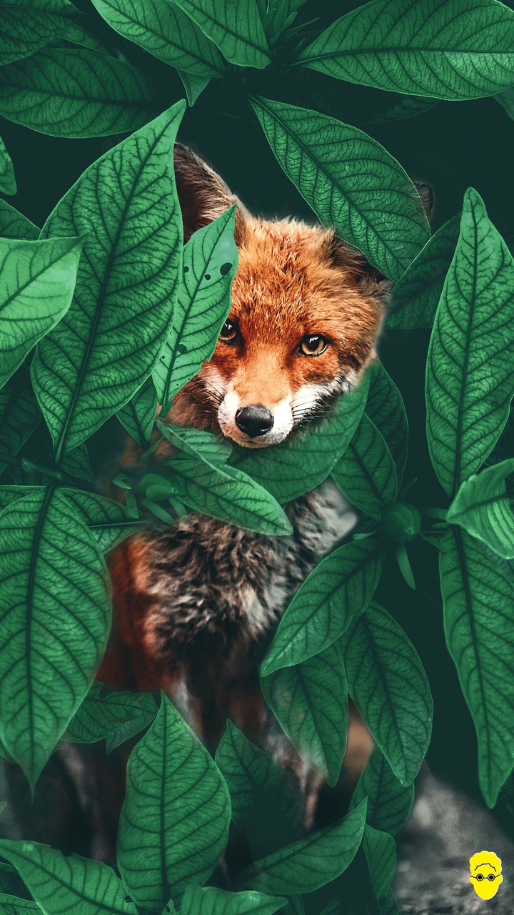 foxes  are. around